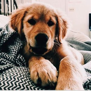 Meet your Posher, Kylla